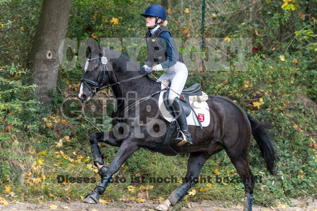 Goldene Schärpe 2020 - Pferde