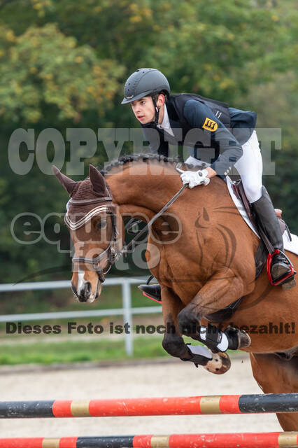 Goldene Schärpe 2020 - Pferde