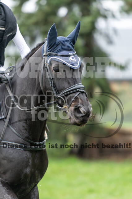 Goldene Schärpe 2020 - Pferde