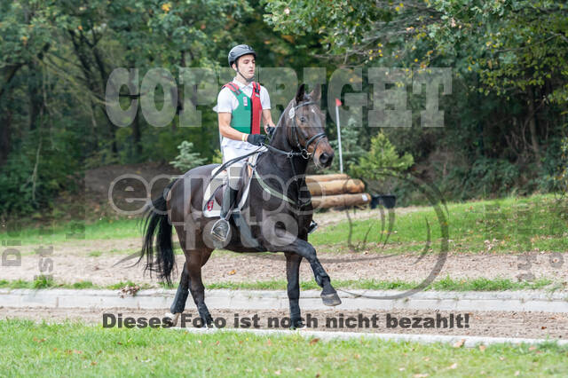 Goldene Schärpe 2020 - Pferde