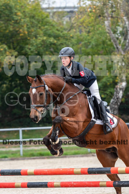 Goldene Schärpe 2020 - Pferde