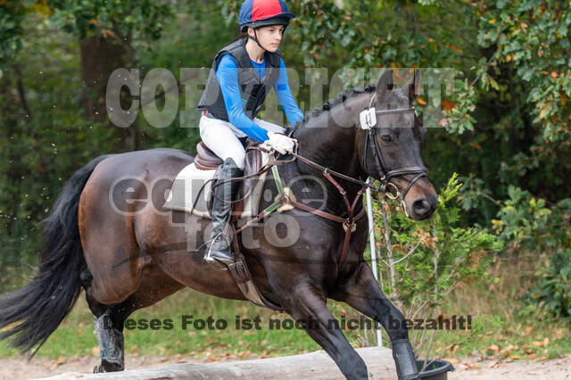 Goldene Schärpe 2020 - Pferde