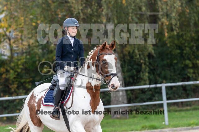 Goldene Schärpe 2020 - Pferde