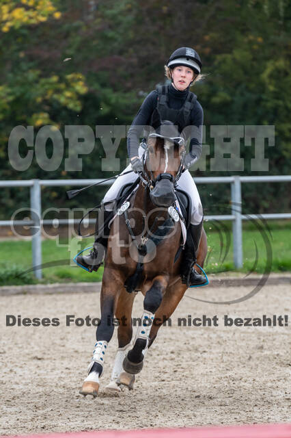 Goldene Schärpe 2020 - Pferde