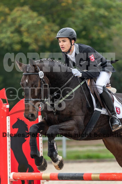 Goldene Schärpe 2020 - Pferde