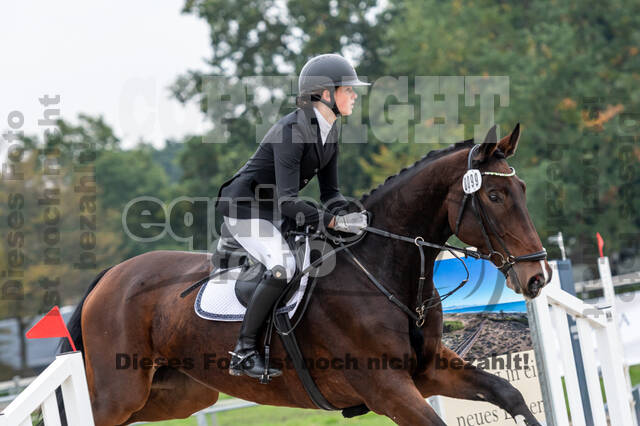 Goldene Schärpe 2020 - Pferde