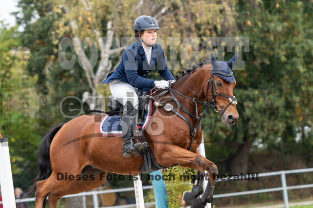 Goldene Schärpe 2020 - Pferde