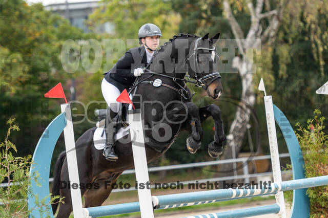 Goldene Schärpe 2020 - Pferde