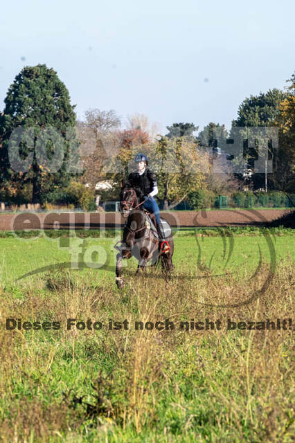 Vielseitigkeitslehrgang mit Jürg Kurbel (9.+10.11.2019)