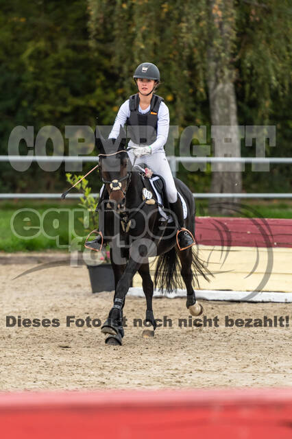 Goldene Schärpe 2020 - Pferde