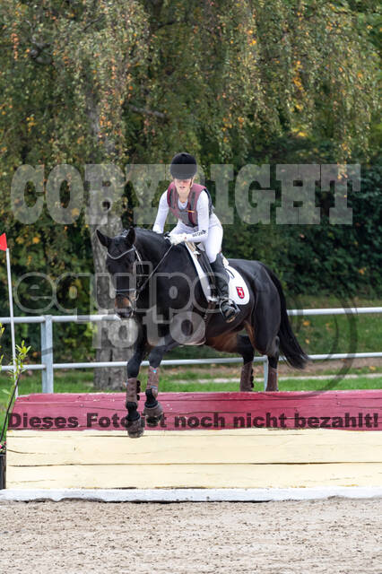 Goldene Schärpe 2020 - Pferde