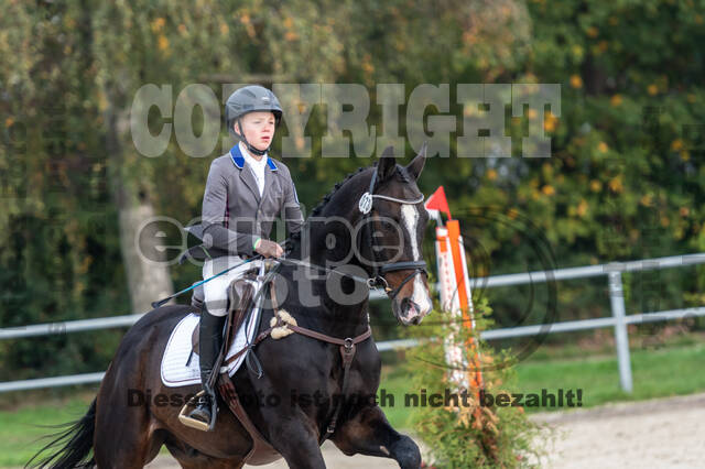 Goldene Schärpe 2020 - Pferde