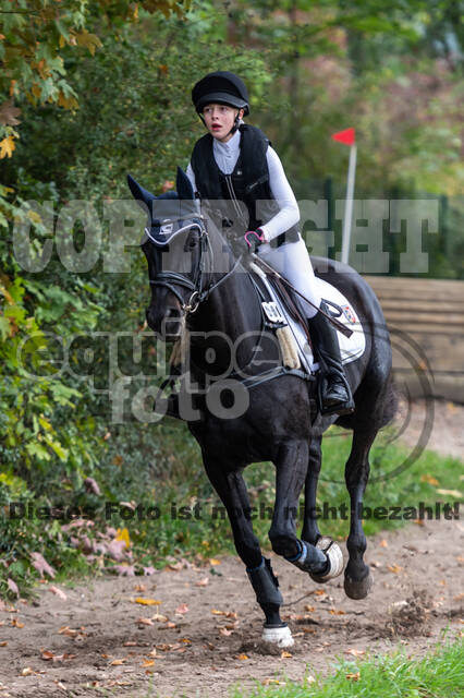 Goldene Schärpe 2020 - Pferde