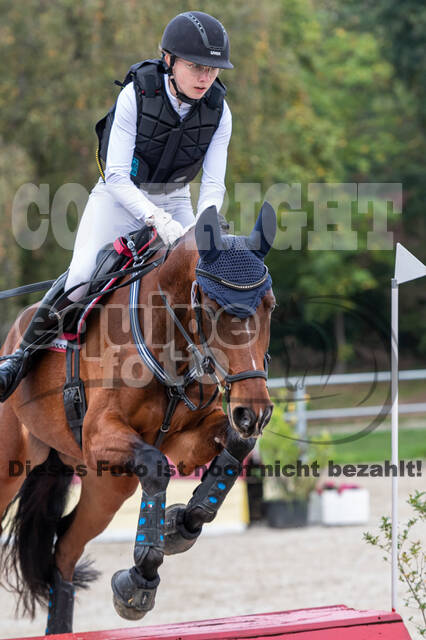 Goldene Schärpe 2020 - Pferde