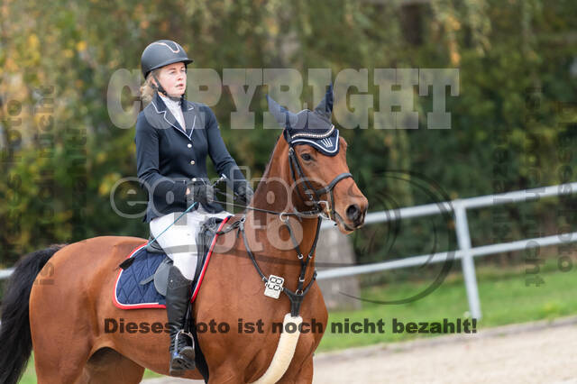 Goldene Schärpe 2020 - Pferde