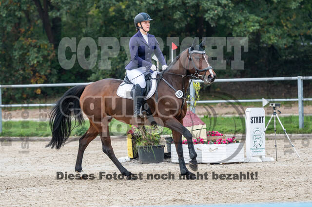 Goldene Schärpe 2020 - Pferde