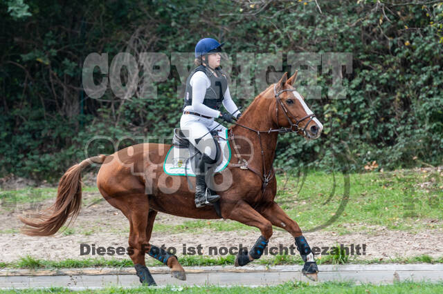 Goldene Schärpe 2020 - Pferde