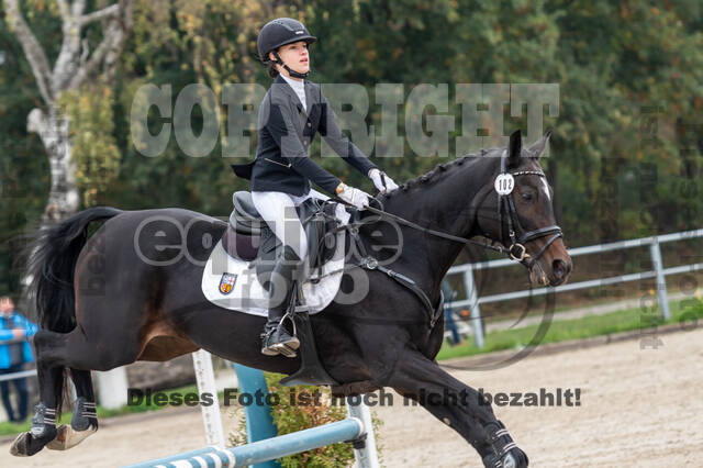 Goldene Schärpe 2020 - Pferde