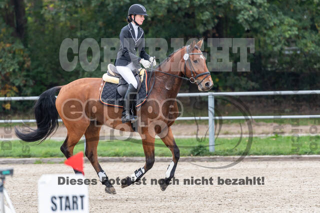 Goldene Schärpe 2020 - Pferde