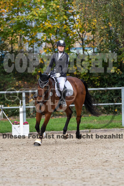 Goldene Schärpe 2020 - Pferde