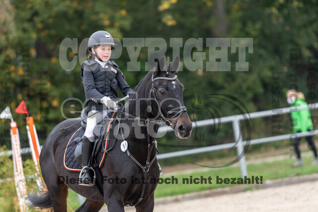 Goldene Schärpe 2020 - Pferde