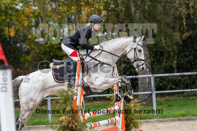 Goldene Schärpe 2020 - Pferde