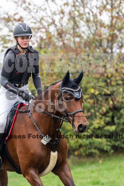 Goldene Schärpe 2020 - Pferde