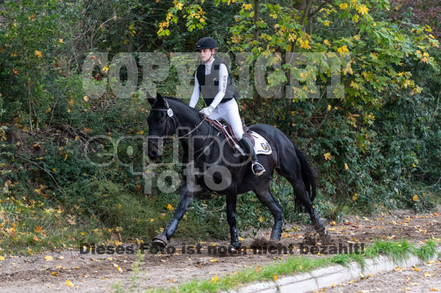 Goldene Schärpe 2020 - Pferde