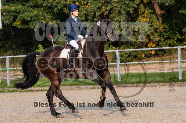 Goldene Schärpe 2020 - Pferde