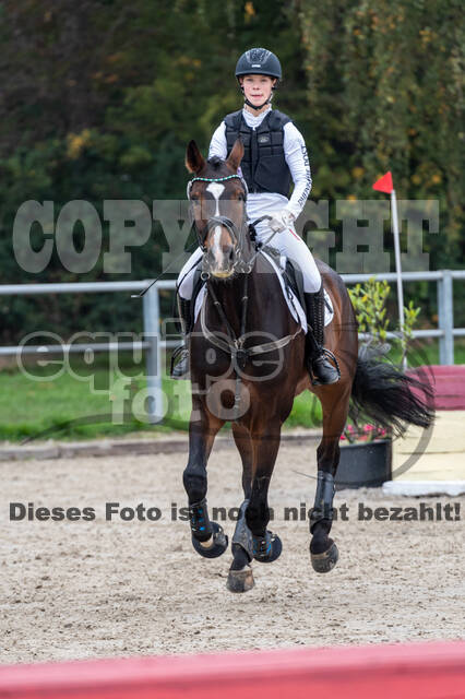 Goldene Schärpe 2020 - Pferde