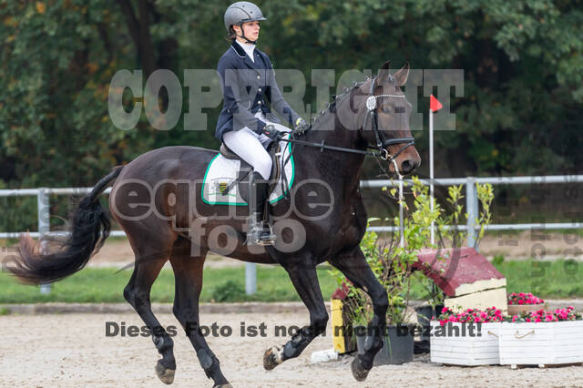 Goldene Schärpe 2020 - Pferde