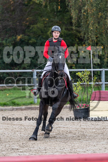 Goldene Schärpe 2020 - Pferde