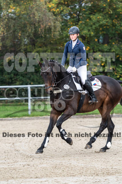 Goldene Schärpe 2020 - Pferde