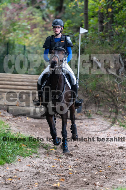 Goldene Schärpe 2020 - Pferde