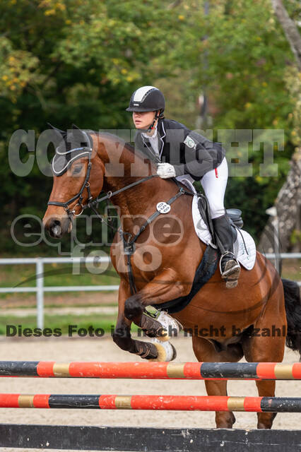 Goldene Schärpe 2020 - Pferde