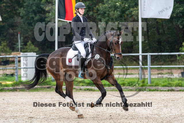 Goldene Schärpe 2020 - Pferde