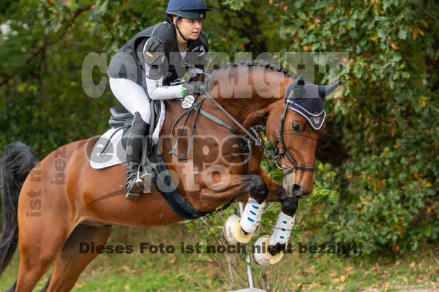 Goldene Schärpe 2020 - Pferde