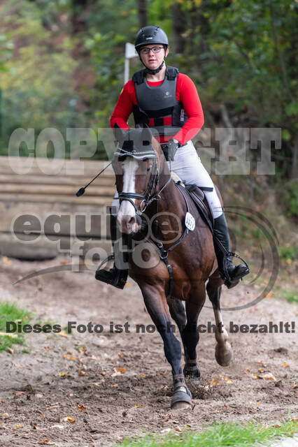 Goldene Schärpe 2020 - Pferde