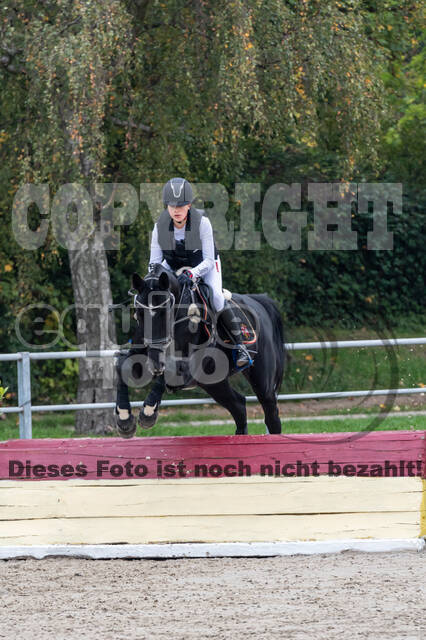 Goldene Schärpe 2020 - Pferde