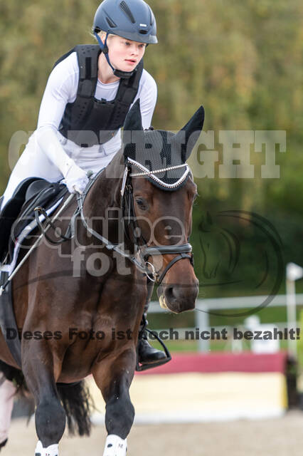 Goldene Schärpe 2020 - Pferde