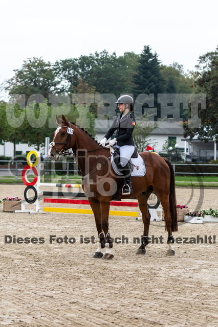 Goldene Schärpe 2020 - Pferde