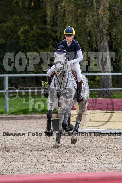 Goldene Schärpe 2020 - Pferde