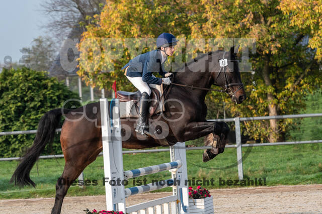 Goldene Schärpe 2020 - Pferde