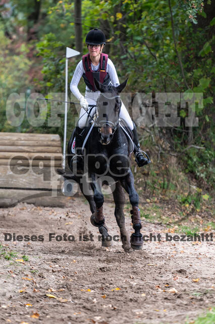 Goldene Schärpe 2020 - Pferde