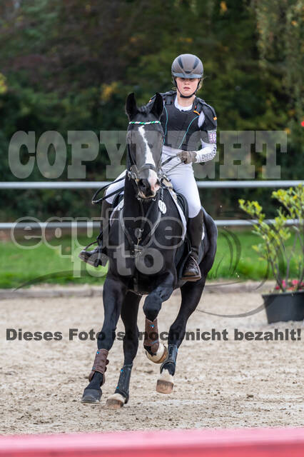 Goldene Schärpe 2020 - Pferde