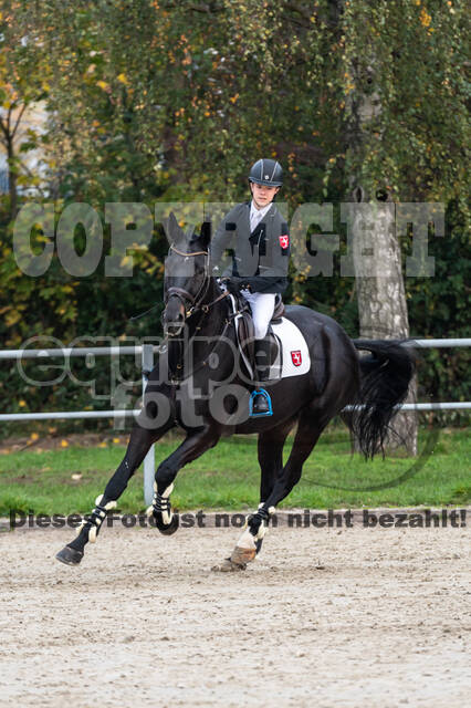 Goldene Schärpe 2020 - Pferde