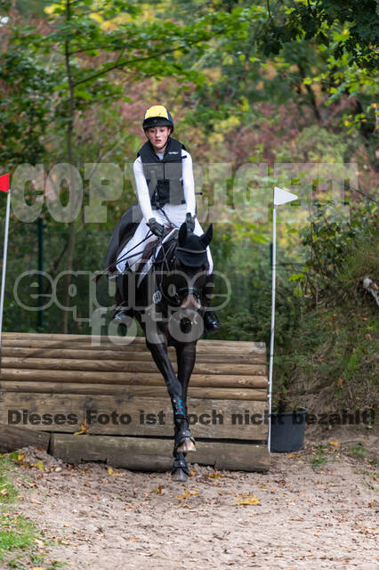 Goldene Schärpe 2020 - Pferde