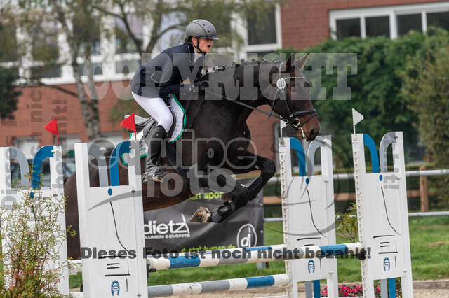 Goldene Schärpe 2020 - Pferde