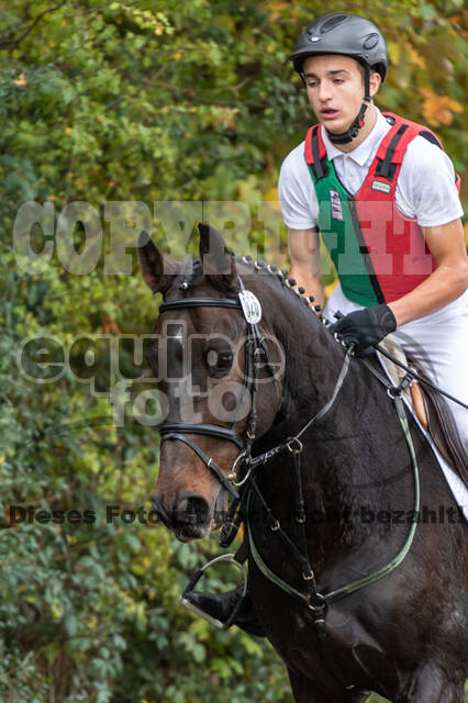 Goldene Schärpe 2020 - Pferde