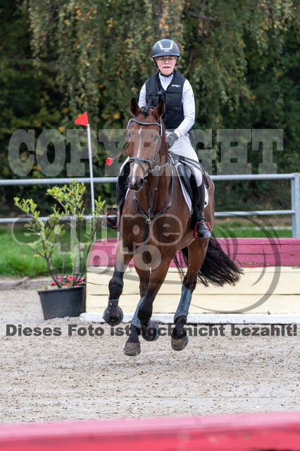 Goldene Schärpe 2020 - Pferde